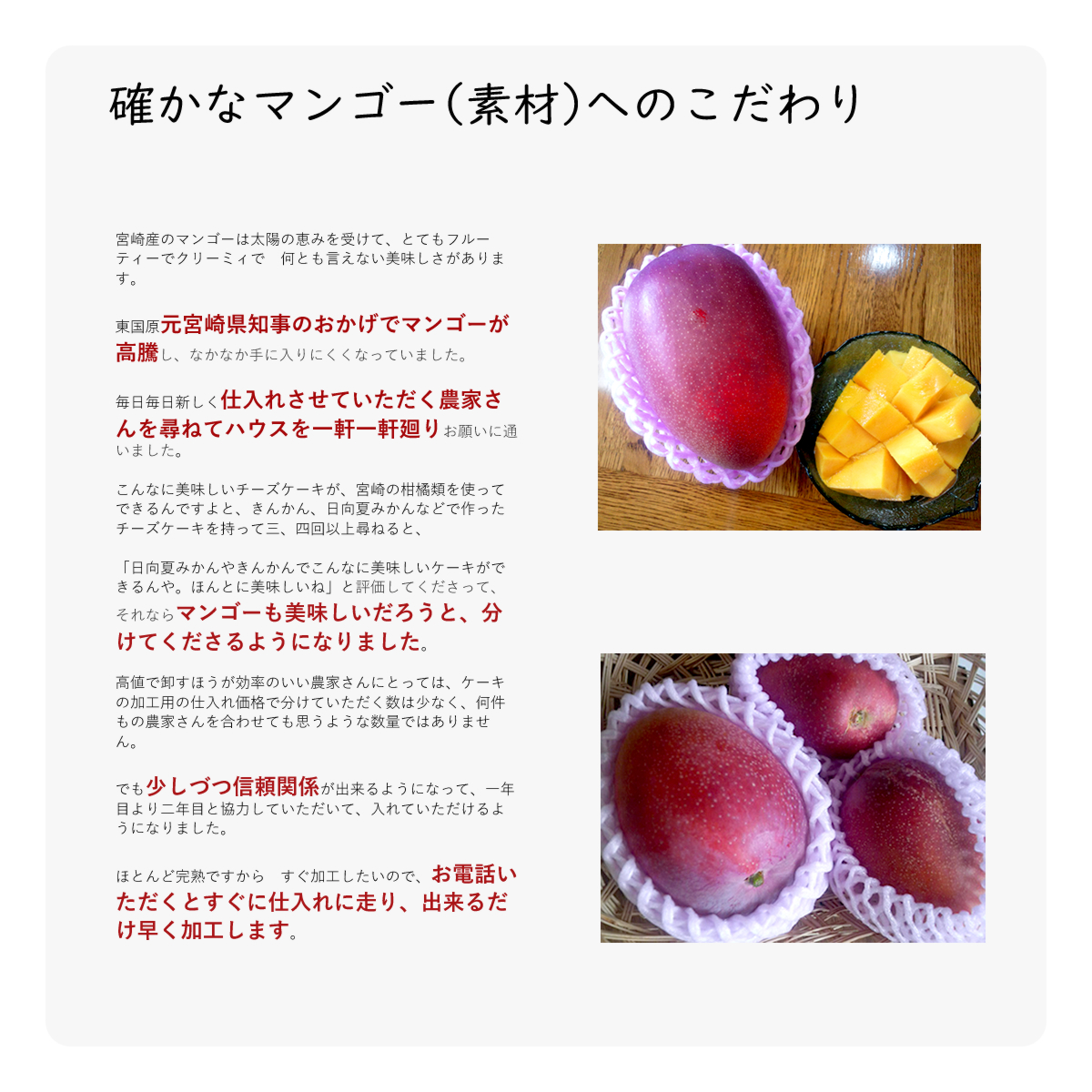 宮崎産のマンゴーは太陽の恵みを受けて、とてもフルーティーでクリーミィで 何とも言えない美味しさがあります。
東国原元宮崎県知事のおかげでマンゴーが高騰し、なかなか手に入りにくくなっていました。
毎日毎日新しく仕入れさせていただく農家さんを尋ねてハウスを一軒一軒廻りお願いに通いました。
こんなに美味しいチーズケーキが、宮崎の柑橘類を使ってできるんですよと、きんかん、日向夏みかんなどで作ったチーズケーキを持って三、四回以上尋ねると、
「日向夏みかんやきんかんでこんなに美味しいケーキができるんや。ほんとに美味しいね」と評価してくださって、それならマンゴーも美味しいだろうと、分けてくださるようになりました。
高値で卸すほうが効率のいい農家さんにとっては、ケーキの加工用の仕入れ価格で分けていただく数は少なく、何件もの農家さんを合わせても思うような数量ではありません。
でも少しづつ信頼関係が出来るようになって、一年目より二年目と協力していただいて、入れていただけるようになりました。
ほとんど完熟ですから すぐ加工したいので、お電話いただくとすぐに仕入れに走り、出来るだけ早く加工します。