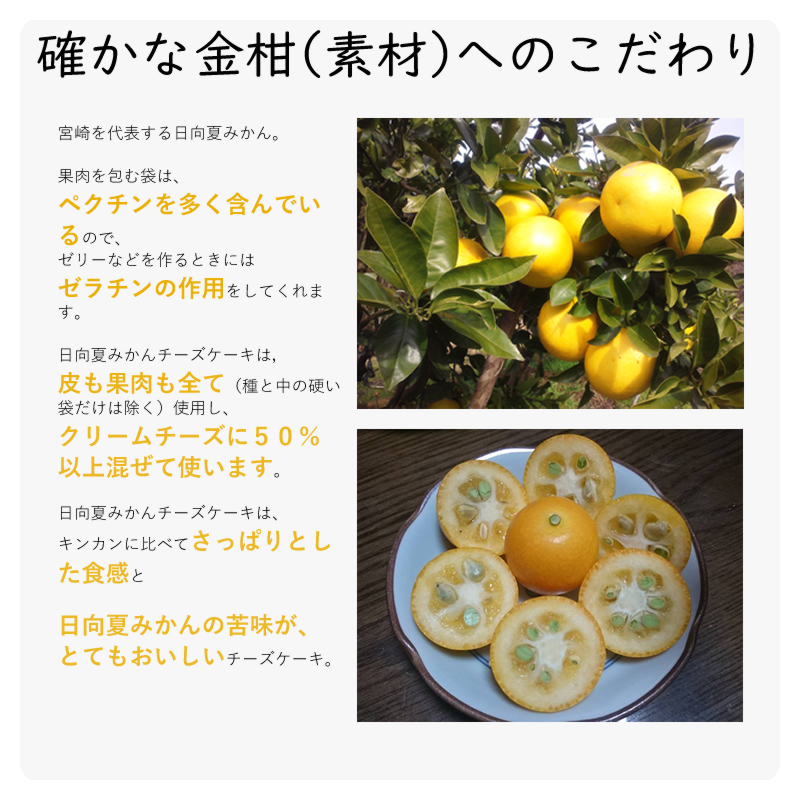宮崎を代表する日向夏みかん。

果肉を包む袋は、
ペクチンを多く含んでいるので、
ゼリーなどを作るときには
ゼラチンの作用をしてくれます。

日向夏みかんチーズケーキは，
皮も果肉も全て（種と中の硬い袋だけは除く）使用し、
クリームチーズに５０％以上混ぜて使います。

日向夏みかんチーズケーキは、
キンカンに比べてさっぱりとした食感と

日向夏みかんの苦味が、
とてもおいしいチーズケーキ。

